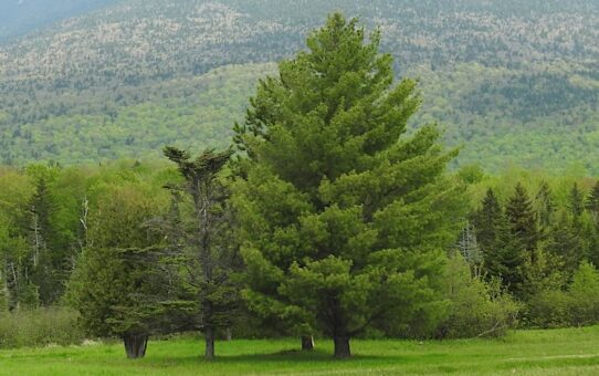 Think Tree. Only Tree. A Weekend Dialogue with Dr. Jen